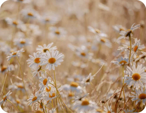 daisies in a straw field daisies in a straw field