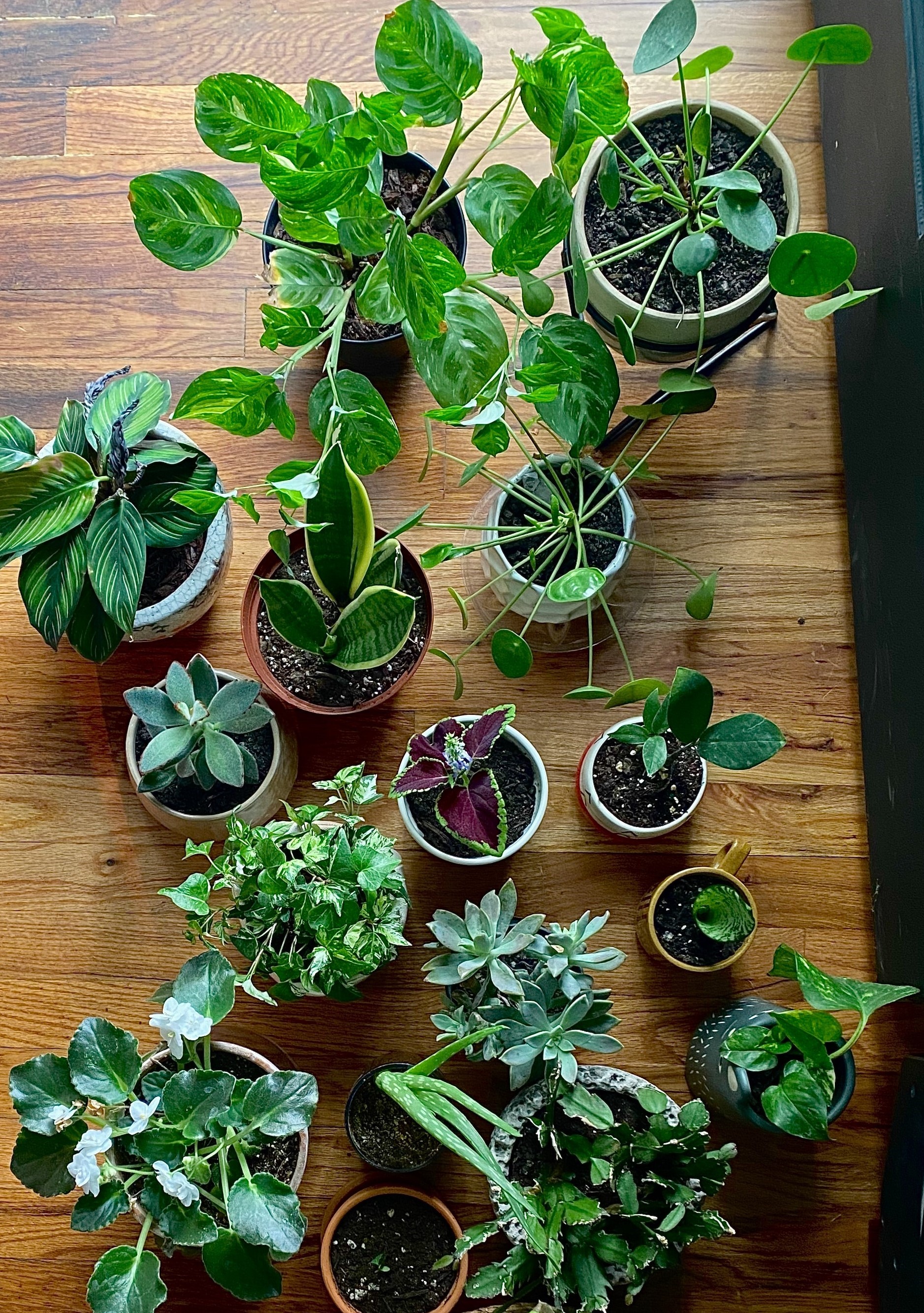 Collection of houseplants on wooden surface