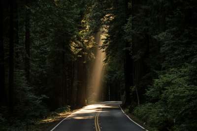 Stock image of sun through trees onto road