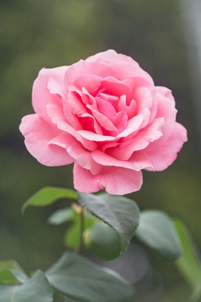 Image of a pink rose
