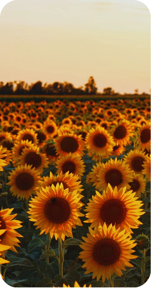 sunflowers in a field sunflowers in a field