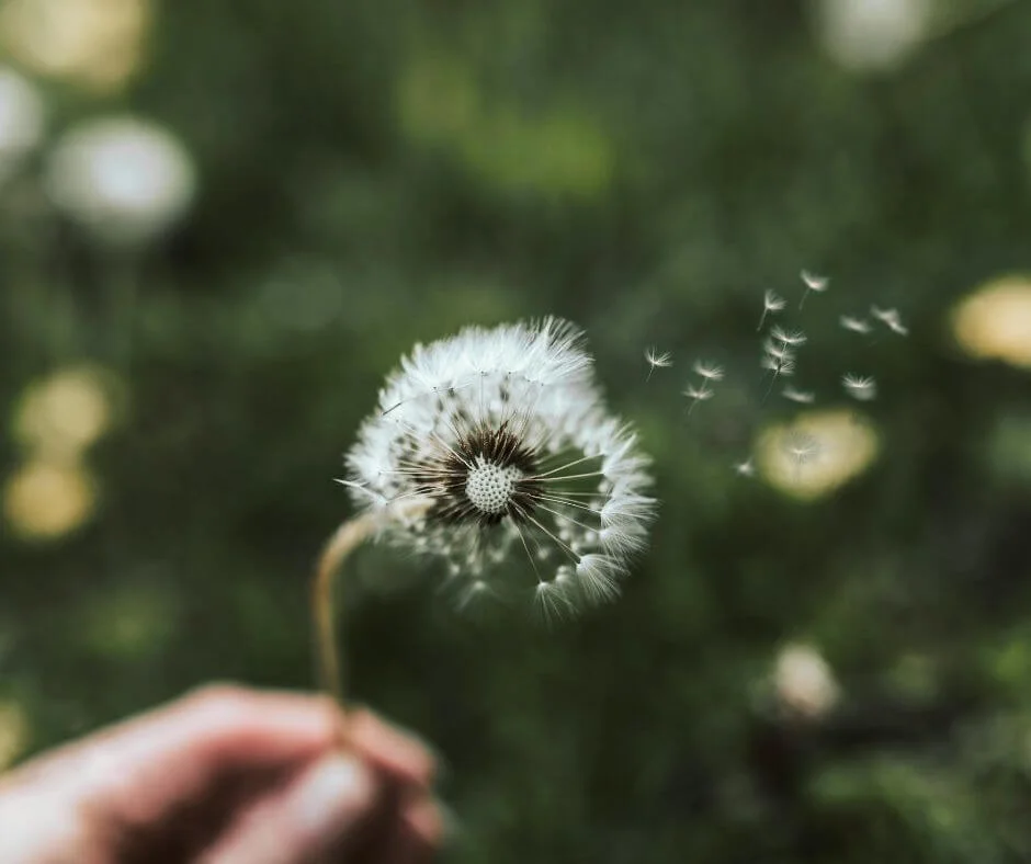Dandelion Dandelion